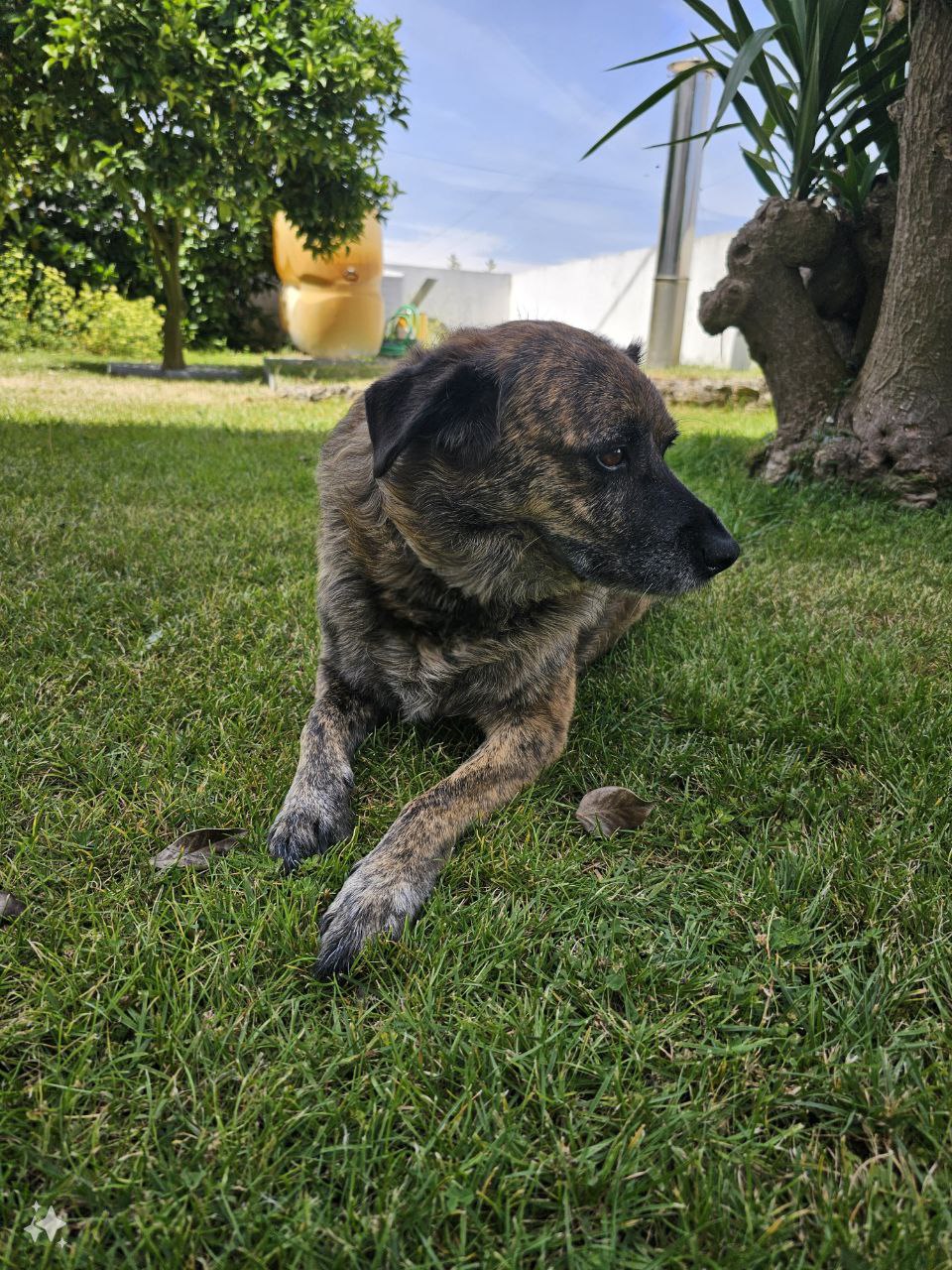 Rui - Vizela - Paseador de perros