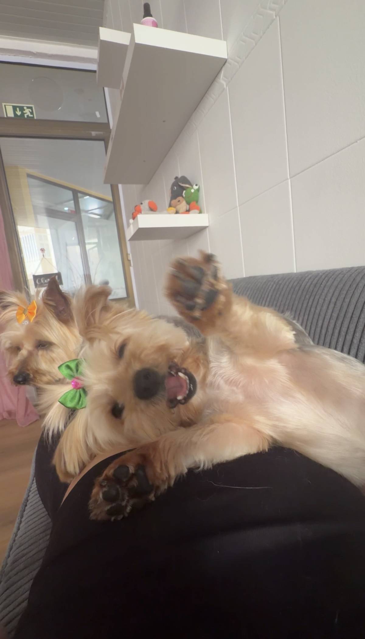 Com carinho, Jack - Almada - Pet Sitting