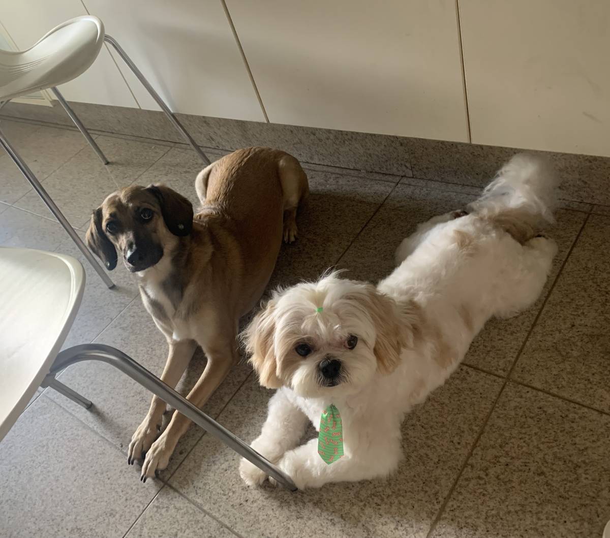 Com carinho, Jack - Almada - Pet Sitting and Walking