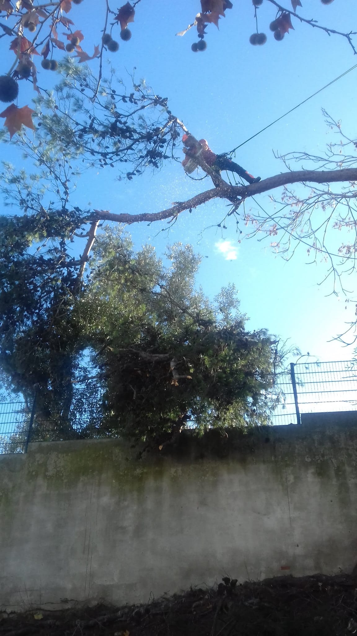 Sombra Saudável - Vila Franca de Xira - Multiservicios de cuidados del césped