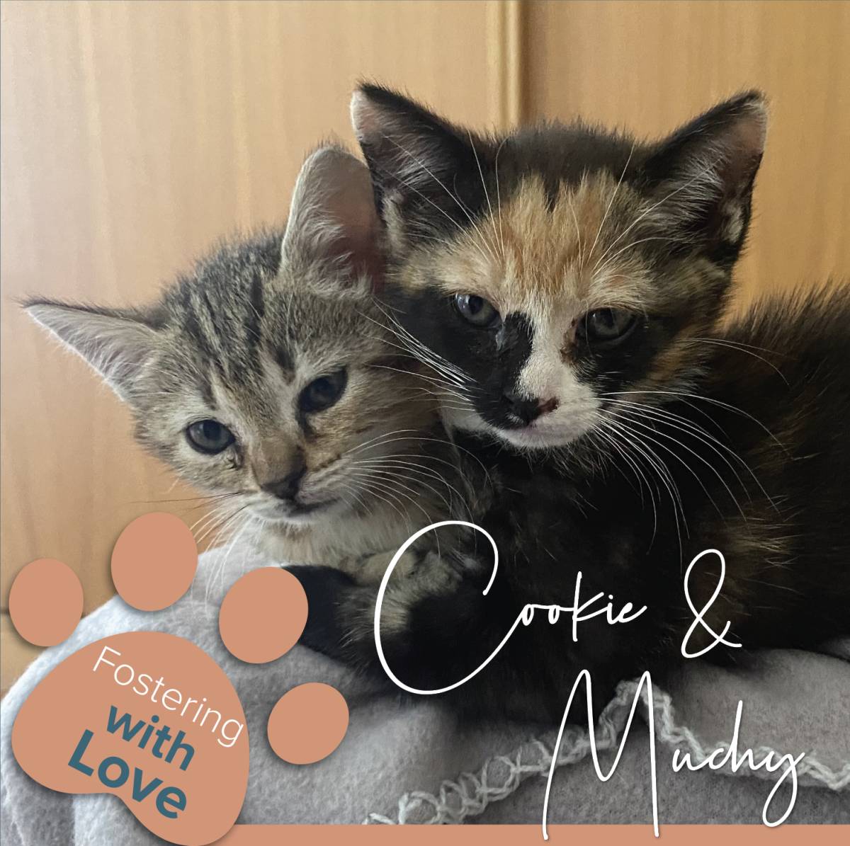 Cristina The Cat Nanny - Vila Nova de Gaia - Cuidar tus gatos