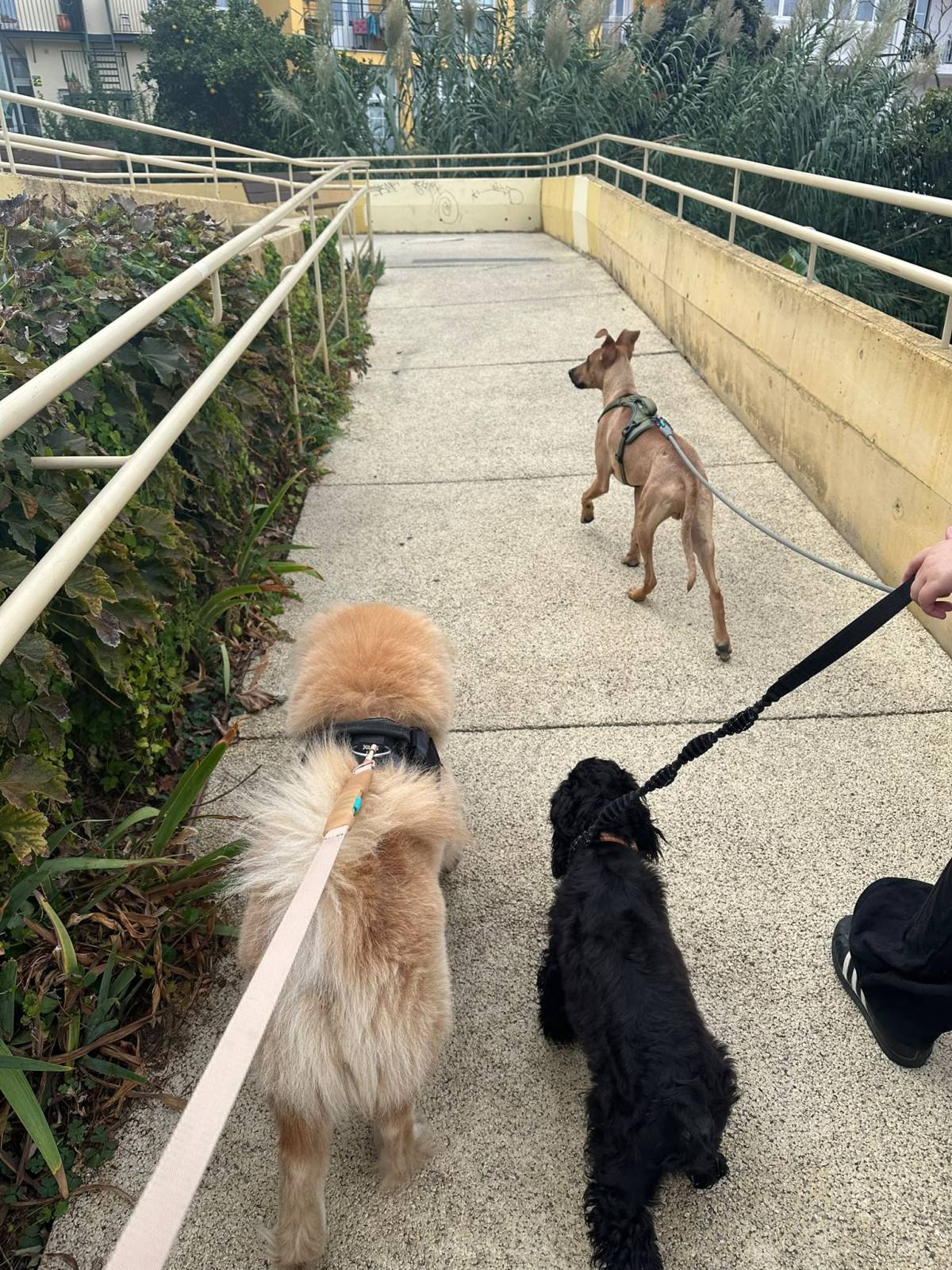 Canto dos patudos - Lisboa - Paseador de perros