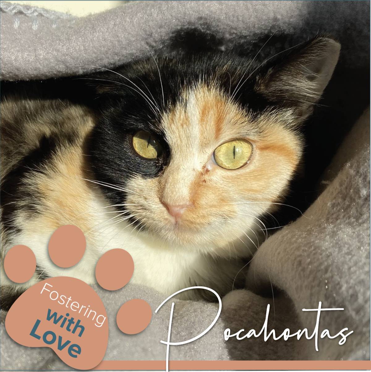 Cristina The Cat Nanny - Vila Nova de Gaia - Cuidar tus mascotas