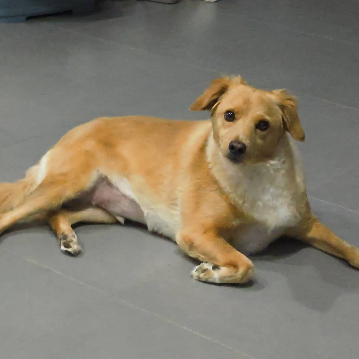 A Tia dos Patinhas - Seixal - Paseador de perros