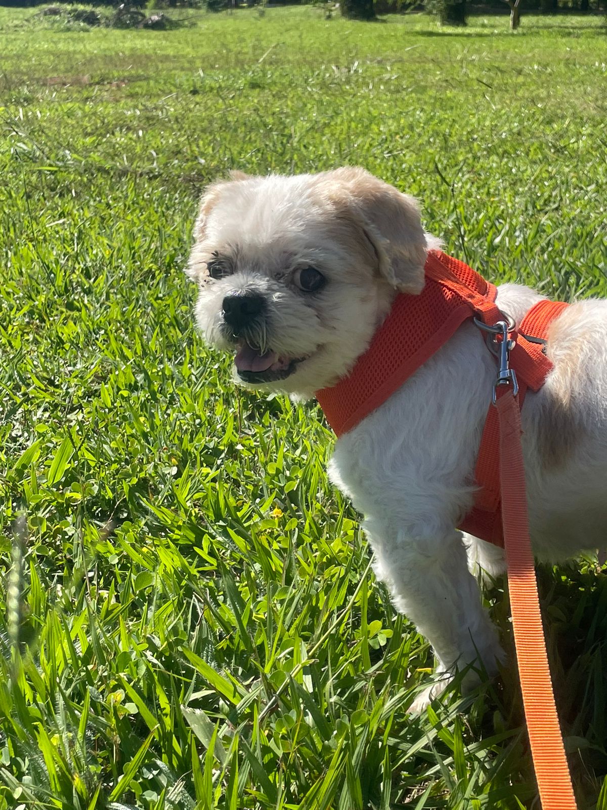 Com carinho, Jack - Almada - Dog Walking