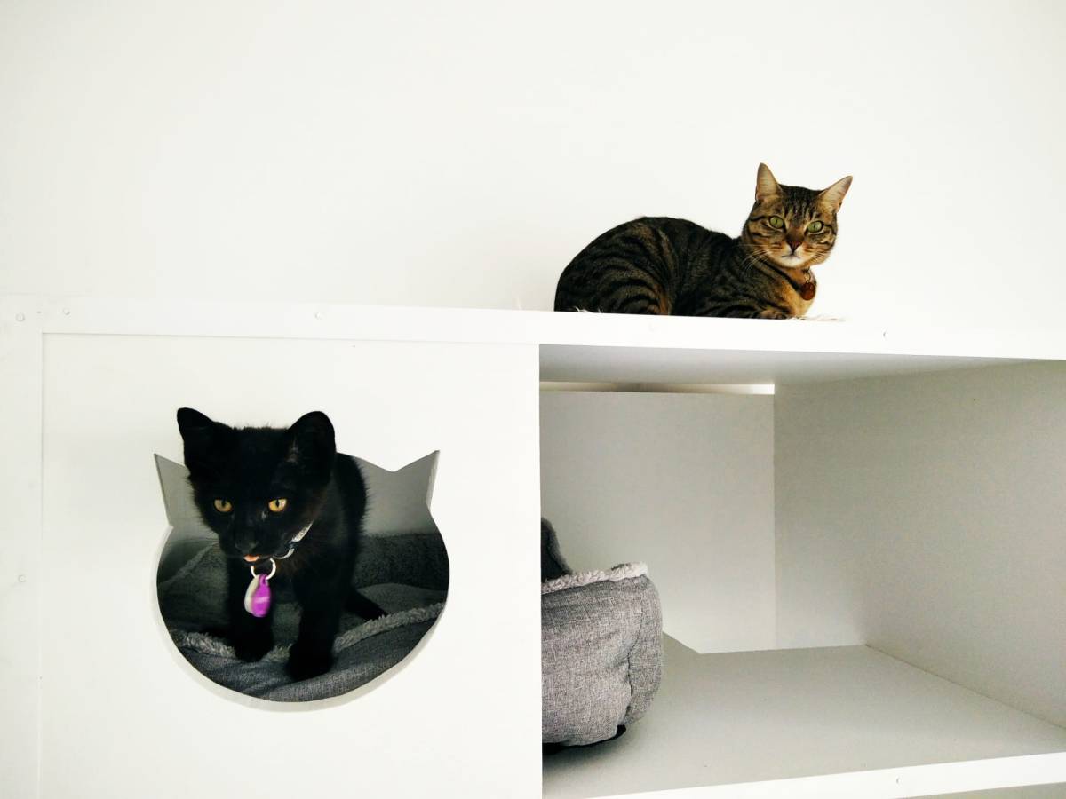Jéssica - Caldas da Rainha - Katzenpension