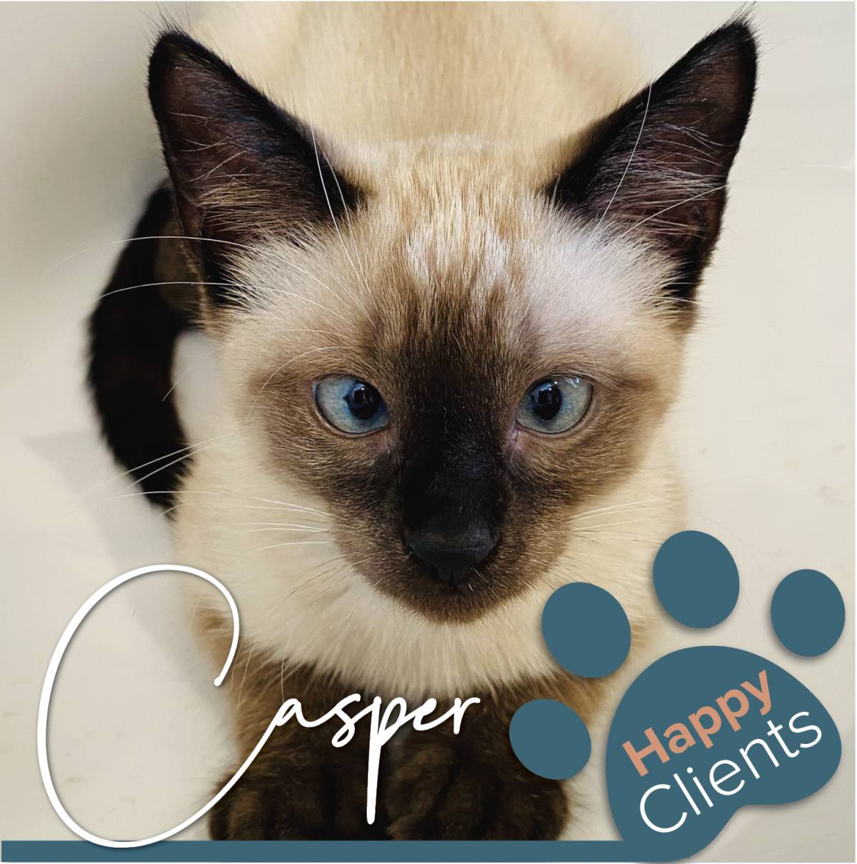 Cristina The Cat Nanny - Vila Nova de Gaia - Cuidar tus mascotas