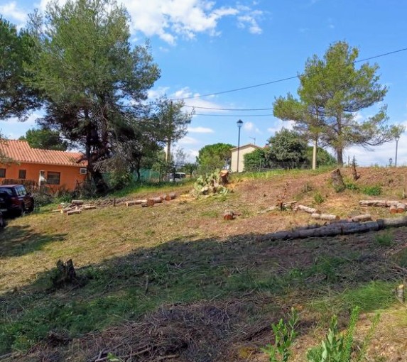 Jardins Limpos - Águeda - Baumstumpf oder -wurzel wegfräsen und entfernen