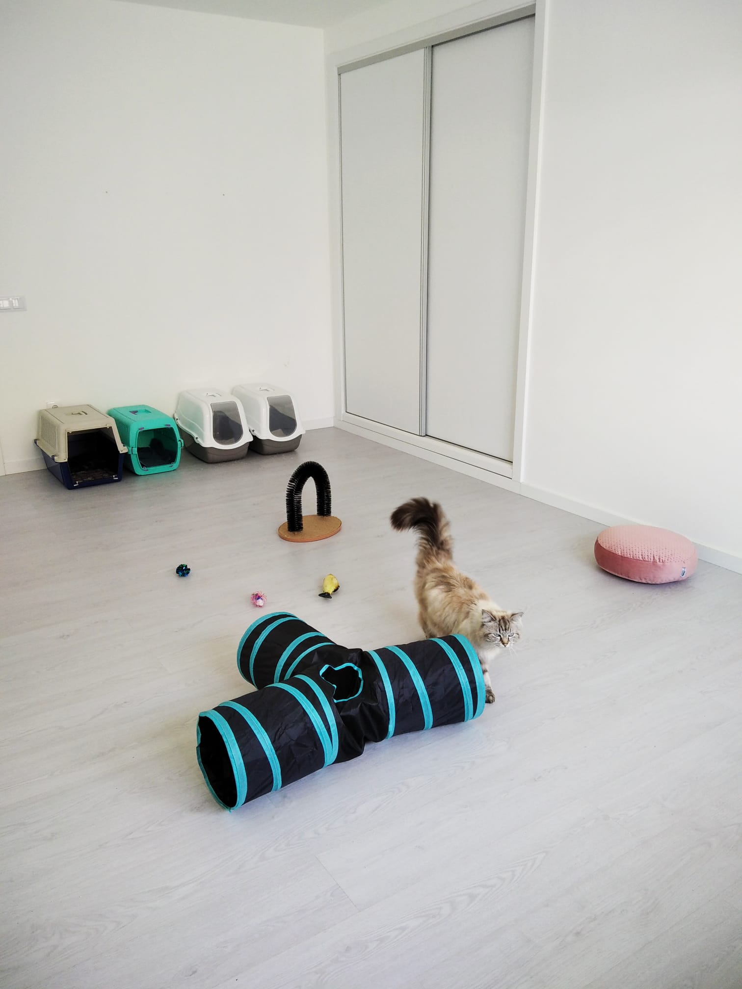TOP 2026: Hotéis de Animais no Corvo perto de mim - Fixando
