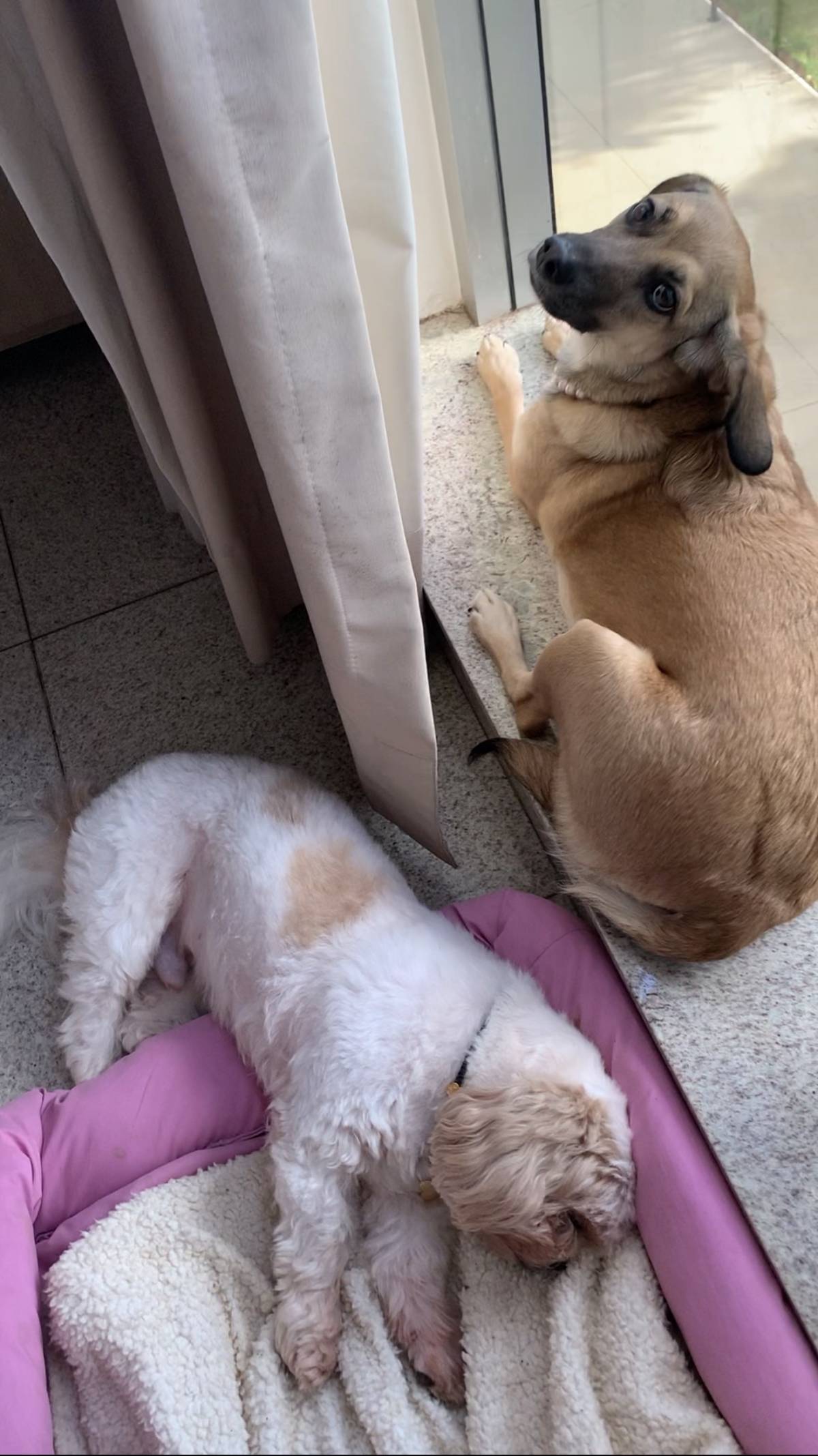 Com carinho, Jack - Almada - Dog Sitting