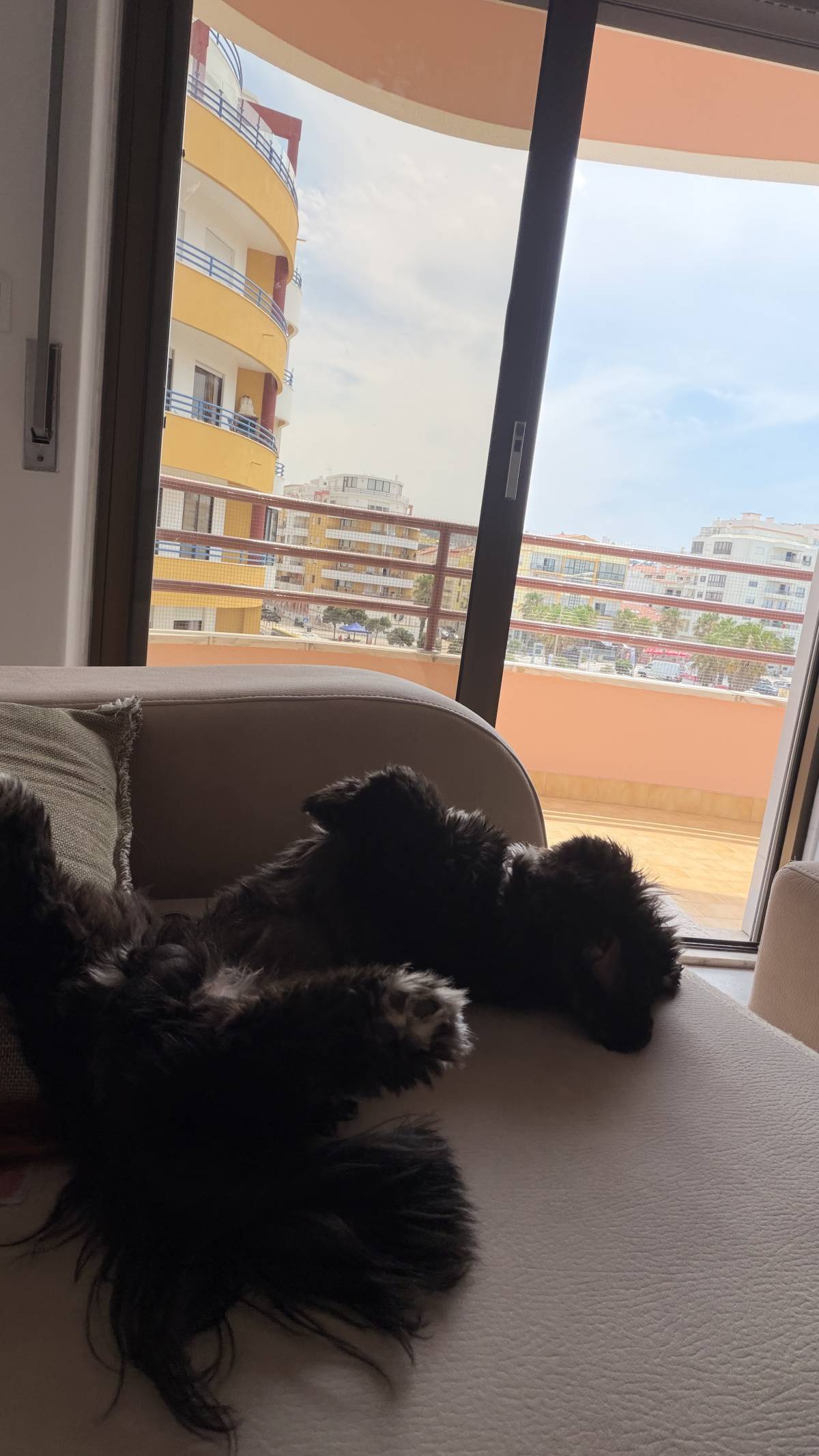 Com carinho, Jack - Almada - Dog Walking