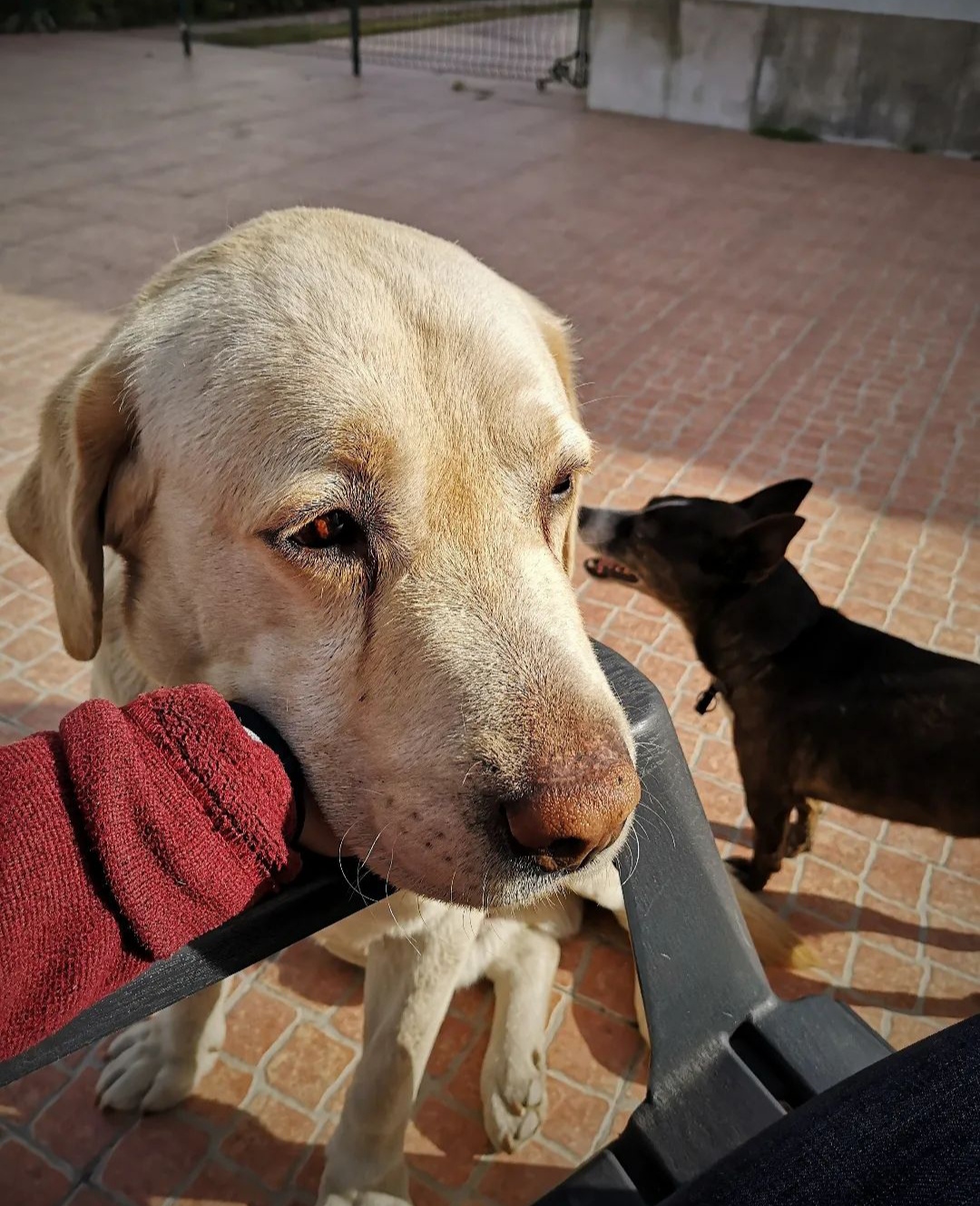 Raquel Costa - Almada - Dog Sitting