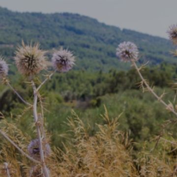 Cardo da Planície, Lda - Reguengos de Monsaraz - Deep or Spring Cleaning