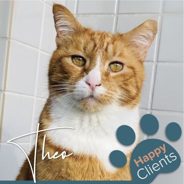 Cristina The Cat Nanny - Vila Nova de Gaia - Cuidados y paseos de mascotas