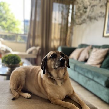 Com carinho, Jack - Almada - Pet Boarding and Daycare