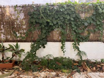 Gardening