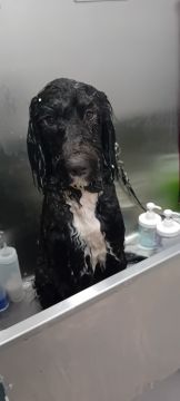 Adiestramiento de perros - Cátia Santos - Jima Abajo