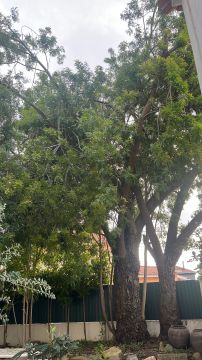 Tree Trimming and Maintenance