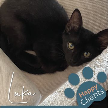 Cristina The Cat Nanny - Vila Nova de Gaia - Cat Sitting