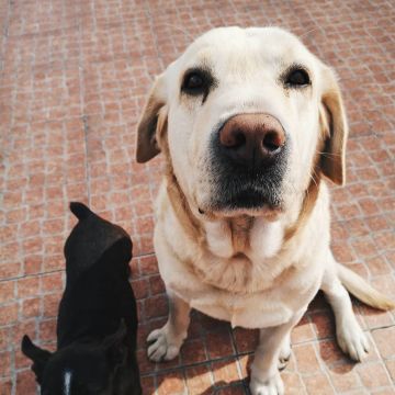 Raquel Costa - Almada - Dog Sitting