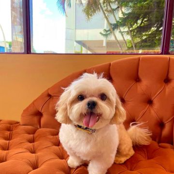 Com carinho, Jack - Almada - Dog Daycare