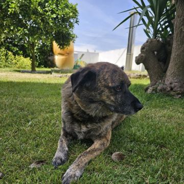 Rui - Vizela - Paseador de perros