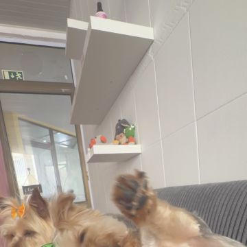 Com carinho, Jack - Almada - Pet Sitting