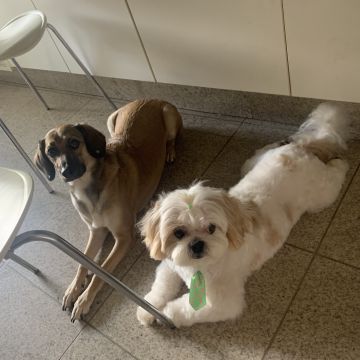 Com carinho, Jack - Almada - Pet Sitting and Walking