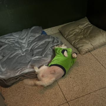 Com carinho, Jack - Almada - Pet Care and Grooming