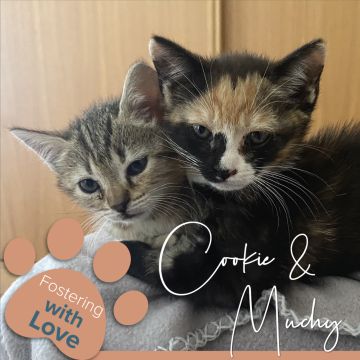 Cristina The Cat Nanny - Vila Nova de Gaia - Cat Sitting