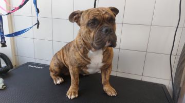 Hospedaje y guarderías de mascotas - Cátia Santos - Jima Abajo