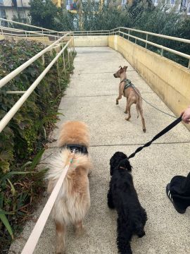 Canto dos patudos - Lisboa - Paseador de perros