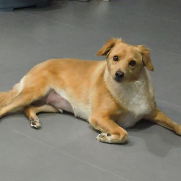 A Tia dos Patinhas - Seixal - Paseador de perros