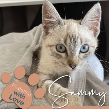 Cristina The Cat Nanny - Vila Nova de Gaia - Cuidados y paseos de mascotas