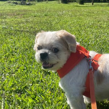 Com carinho, Jack - Almada - Dog Walking
