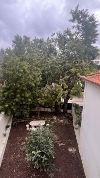 Tree Trimmer