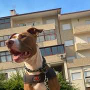Nuno - Tarouca - Hotel para Cães