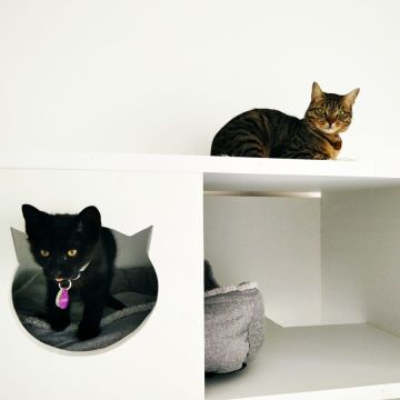 Jéssica - Caldas da Rainha - Katzenpension