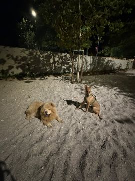 Canto dos patudos - Lisboa - Cuidar tus gatos