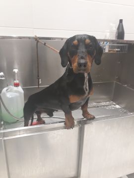 Cuidado y peluquería para mascotas - Cátia Santos - Jima Abajo