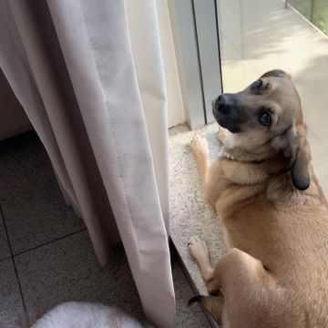 Com carinho, Jack - Almada - Dog Sitting