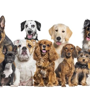 Victor G - Santiago do Cacém - Hundeausführung