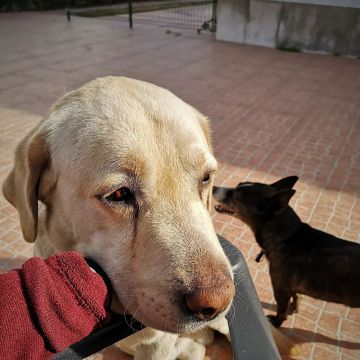 Raquel Costa - Almada - Dog Sitting