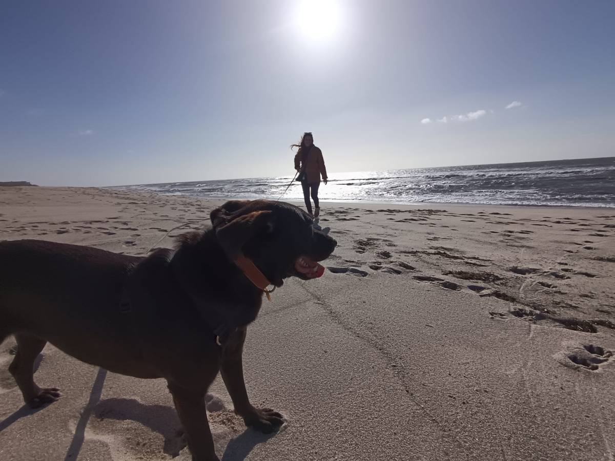 BPC | Treino canino, pet sitting e dog walker - Barcelos - Éducation canine - cours