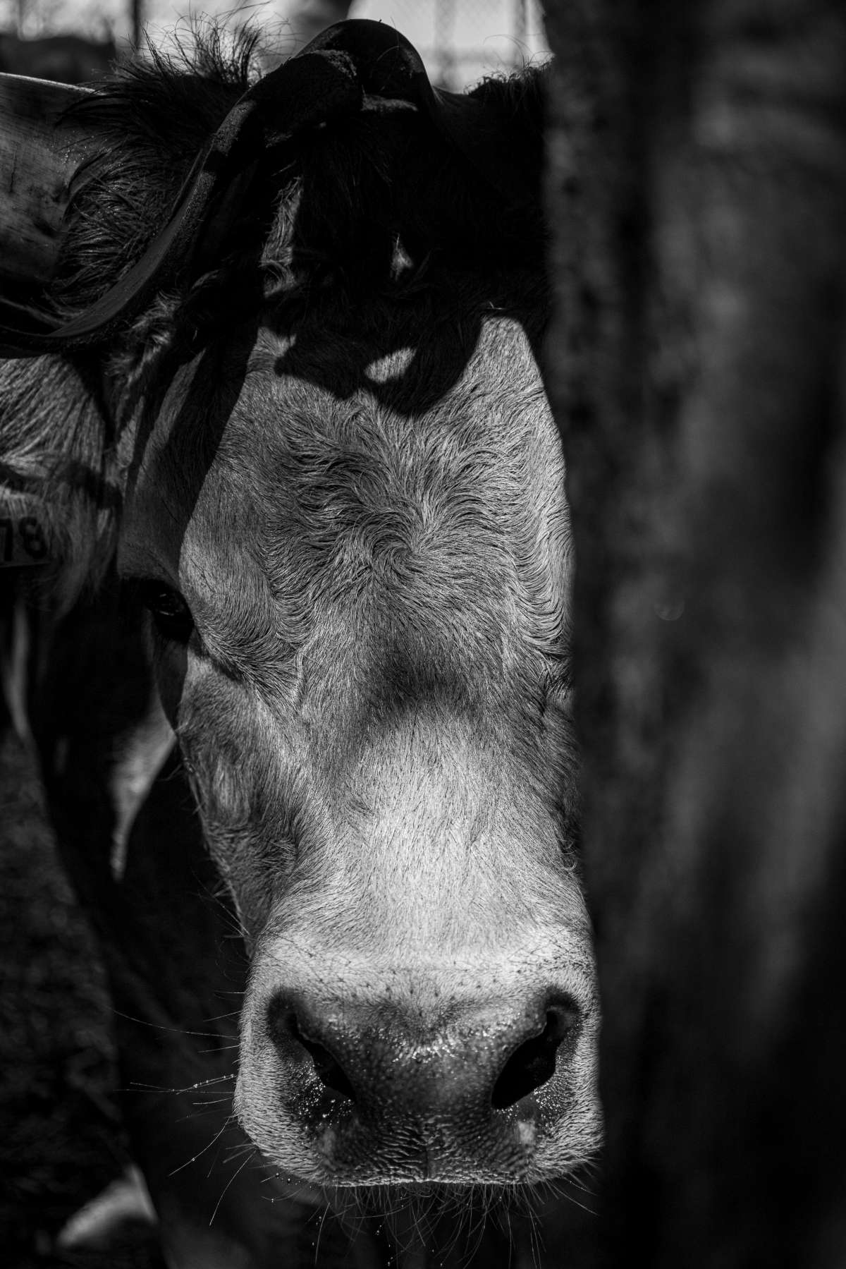 Rui Machado - Vila Nova de Famalicão - Wedding Photography
