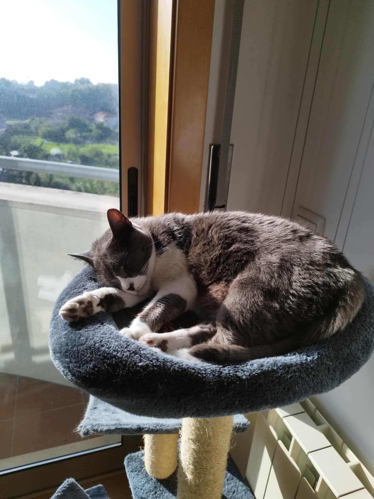 BPC | Treino canino, pet sitting e dog walker - Barcelos - Promenade de chiens