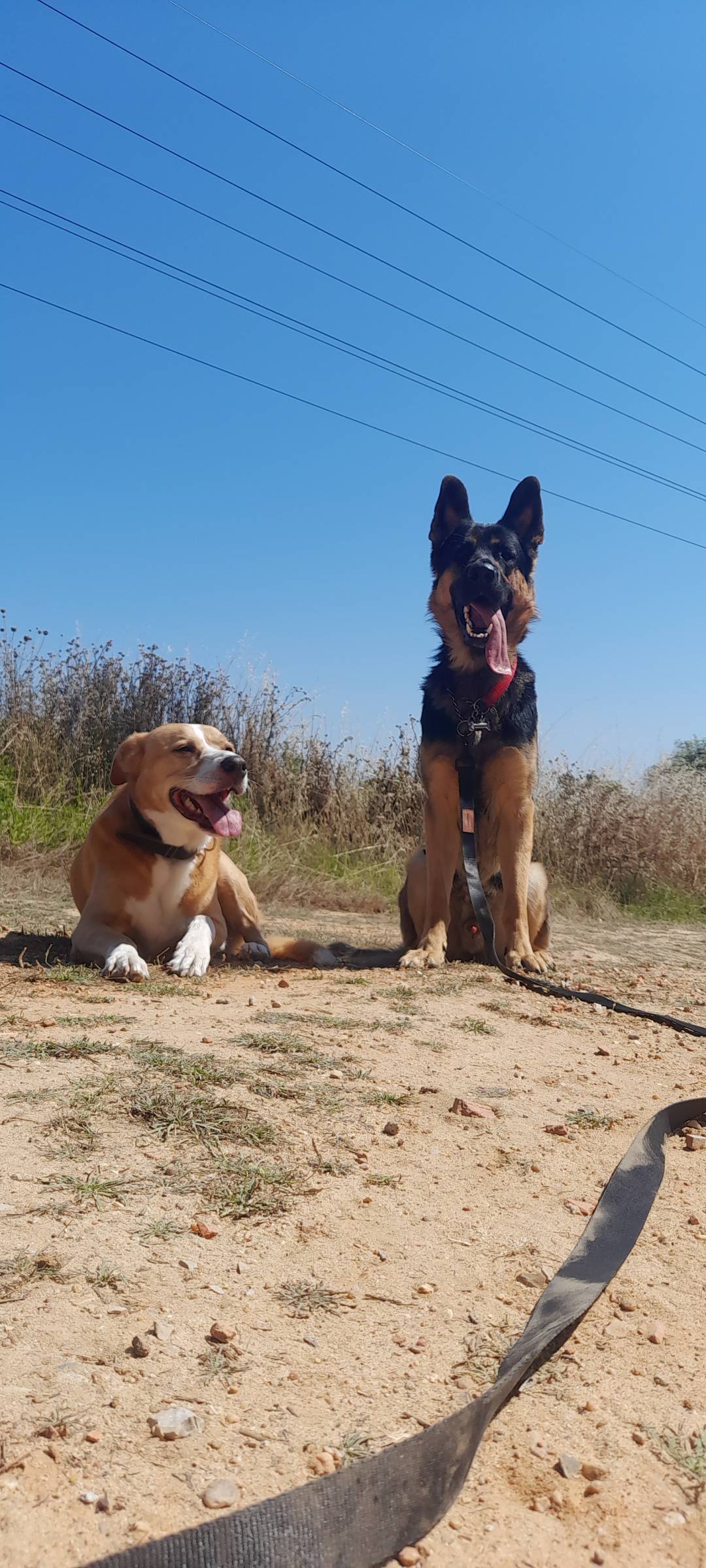 Dominus Canum - Seixal - Treino de Cães - Aulas