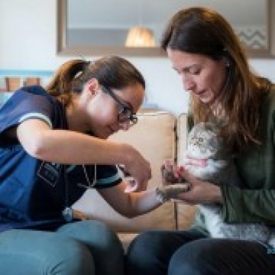 Veterinários Sobre Rodas - Cascais - Cuidar tus gatos