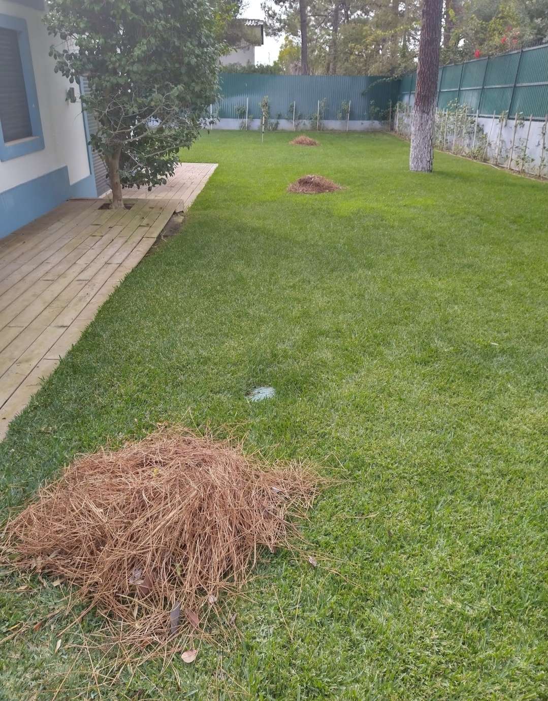Ricardo - Cascais - Shrub Removal