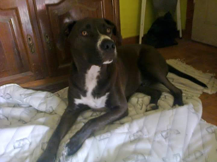 Letícia Martins - Viana do Castelo - Dog Sitting